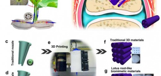 Lotus Root-Like Biomimetic Materials 1